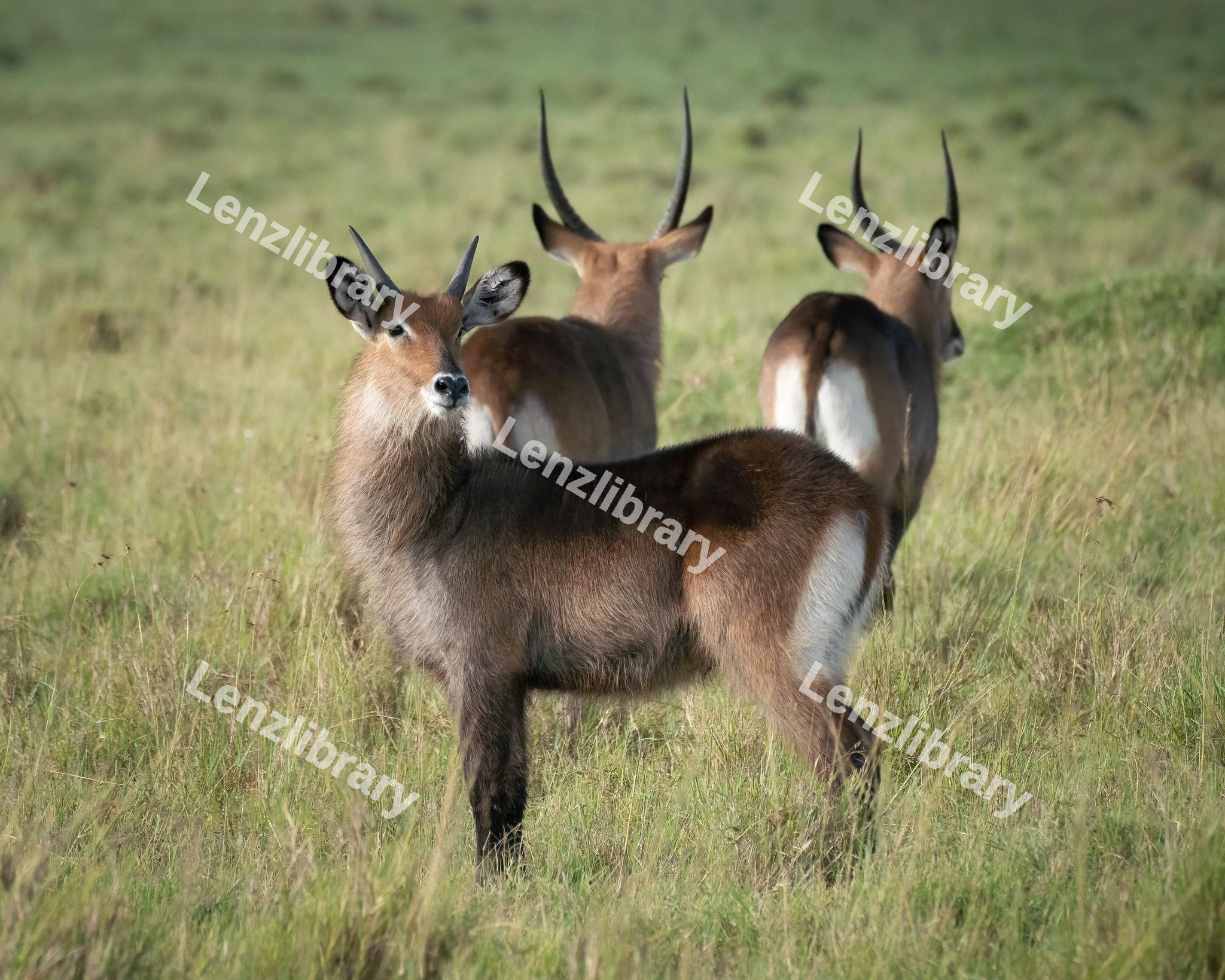 Waterbuck in a grassy field